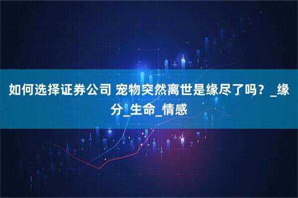 如何选择证券公司 宠物突然离世是缘尽了吗？_缘分_生命_情感